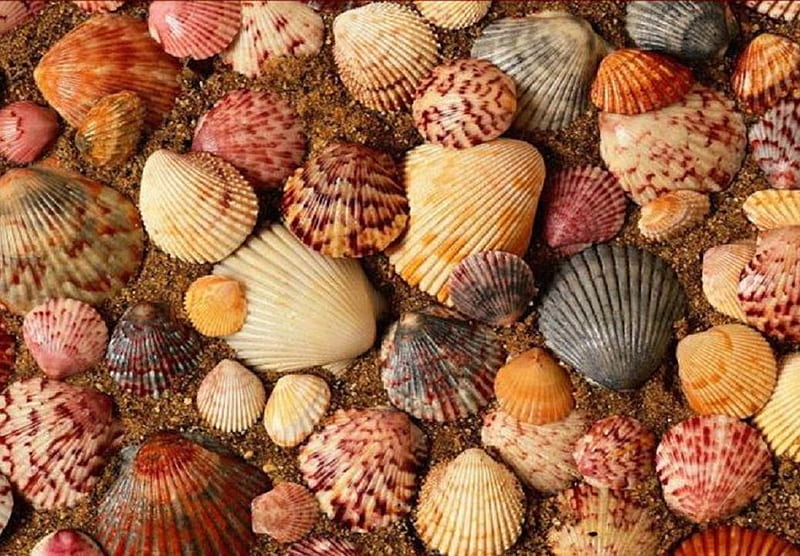 abdomen casete En el nombre Conchas marinas., color, concha, forma, concha, Fondo de pantalla HD |  Peakpx