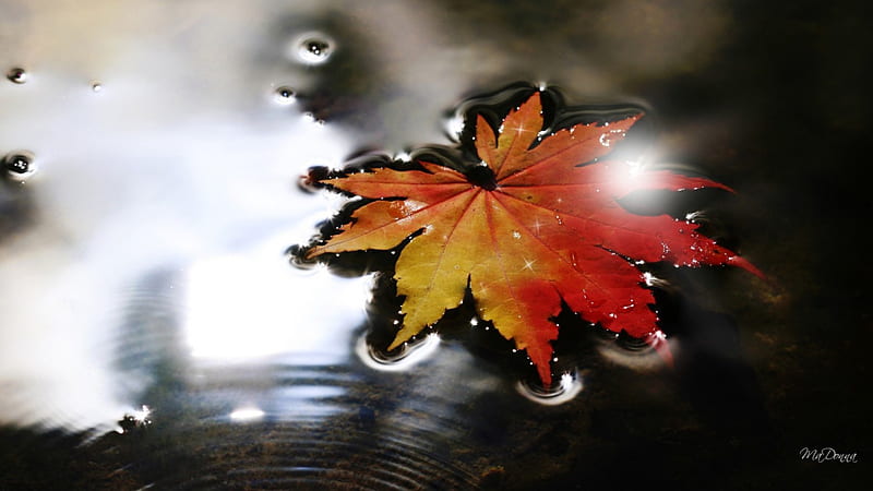 Sparkling Fall Leaf, fall, autumn, float, glow, maple, wind, breeze, floating, lake, cold, leaf, fallen, water, bright, river, HD wallpaper