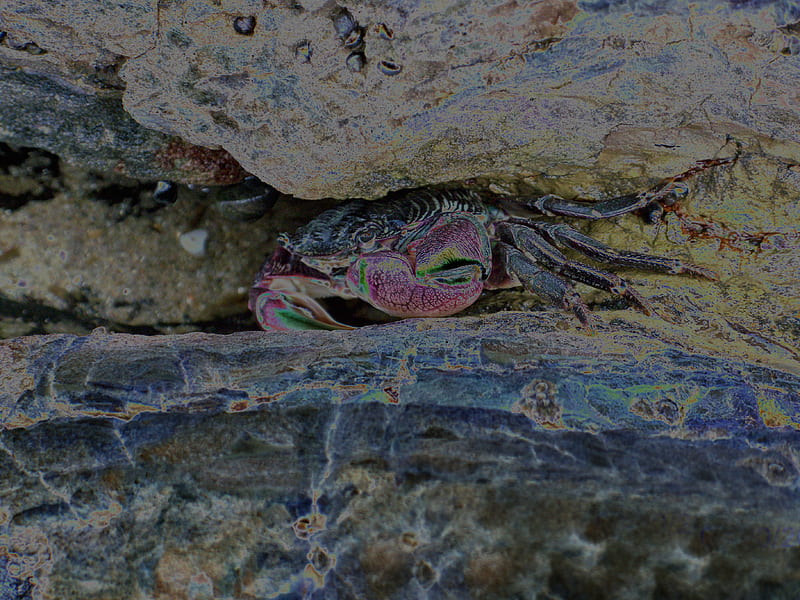 Uneducated Crab, rocks, leg, rock, legs, food, crab, sweet, beach, pinch, pinchers, HD wallpaper
