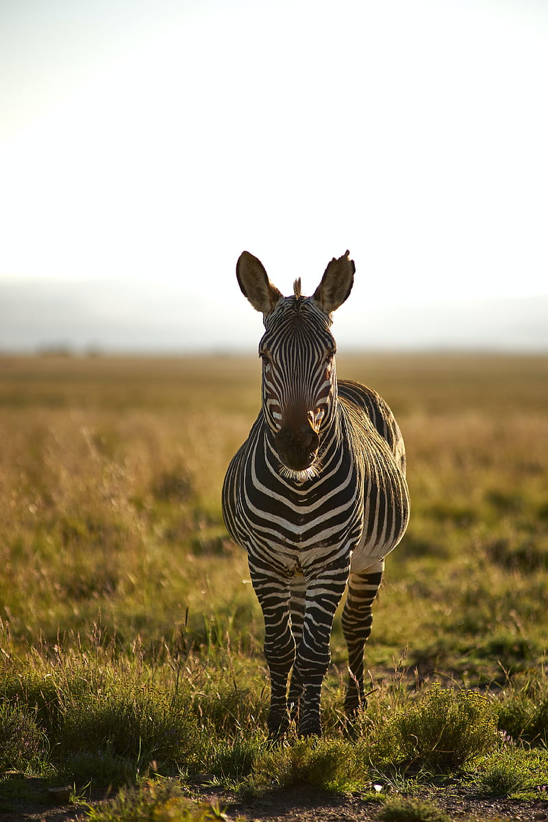 Zebra, animal, stripes, wildlife, HD phone wallpaper | Peakpx