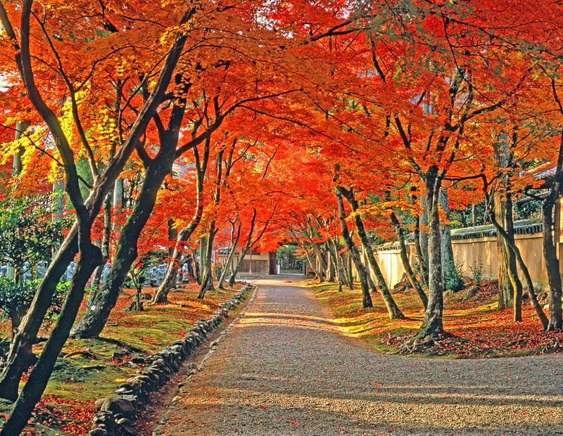 Autumn garden, red, autumn, japan, kyoto, garden, HD wallpaper | Peakpx