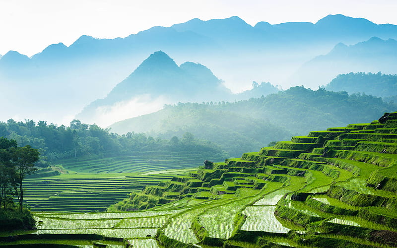 Vietnam rice fields, mountains, rice plantations, mountain landscape, green fields, HD wallpaper