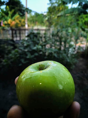 Fresh Farm Organic Summer Green Apples Stock Photo 2333693295