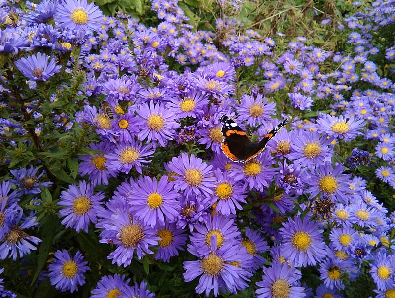 red admiral and daisies, red, butterfly, admiral, insect, flowers, daisy, HD wallpaper