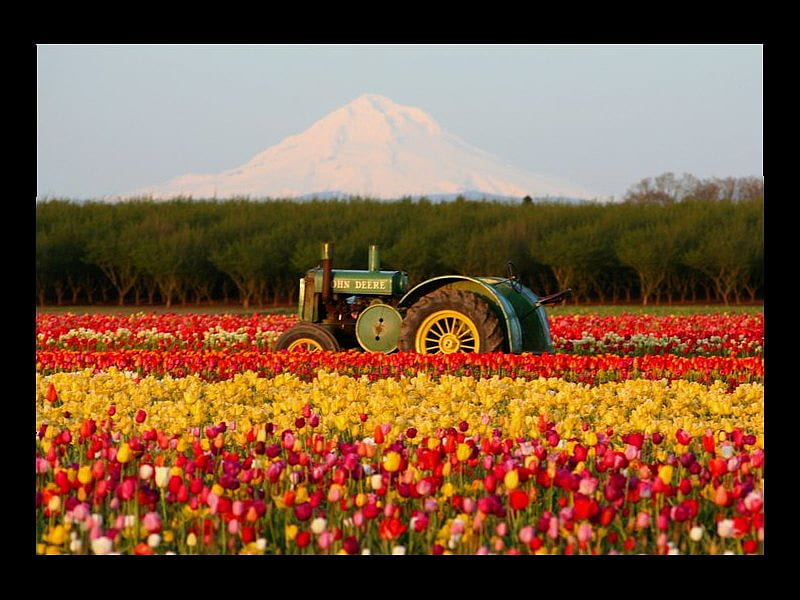 John Deere in a Tulip Field, tractor, john deere, flowers, tulips, field, HD wallpaper