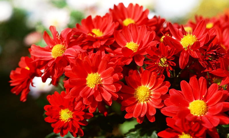 Hot Red Daisies, daisies, red, hot, nice, HD wallpaper