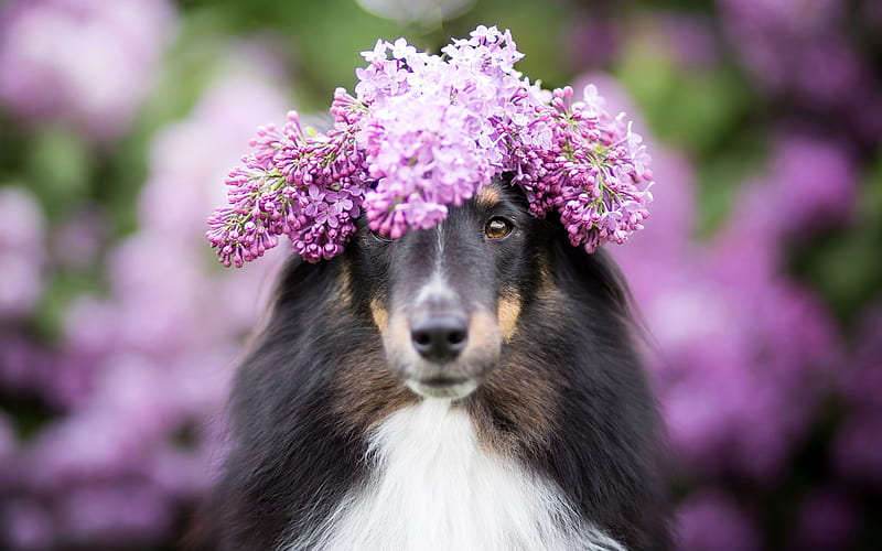 Shetland Sheepdog, flowers, Sheltie, pets, Shetland Collie, close-up, bokeh, shetland sheepdog, dogs, Shetland Sheepdog Dog, HD wallpaper