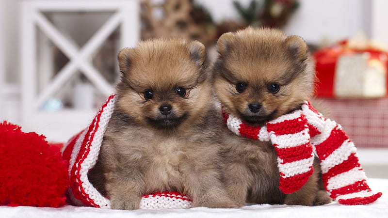 Two Light Brown Puppy Dogs With Red White Woolen Knitted Cloth Dog, HD wallpaper