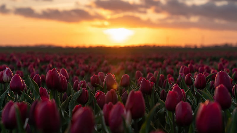 Red Rose Buds With Leaves During Sunrise Flowers, HD wallpaper | Peakpx