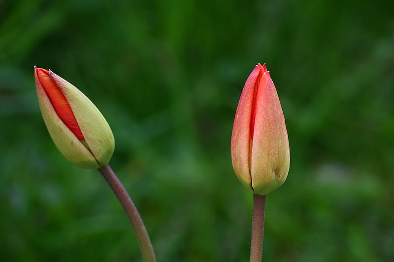Two Tulips, before they have opened., grass, plant, petal, macro, flower, garden, nature, bulb, horticulture, tulip, stem, HD wallpaper