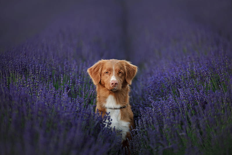 Dogs, Dog, Lavender , Nova Scotia Duck Tolling Retriever, HD wallpaper