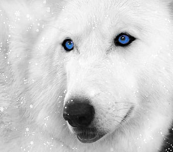 HD white_wolf wallpapers | Peakpx