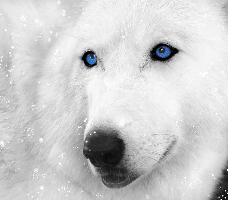 White_wolf, wild animal black, quotes, black, the pack, white, wolves ...