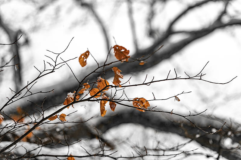 Brown leaves on tree branch, HD wallpaper | Peakpx