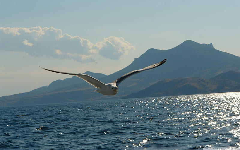 Albatross over the sea, ocean, birds, albatross, sea bird, monochromatic, large, nature, petrel, white, blue, HD wallpaper
