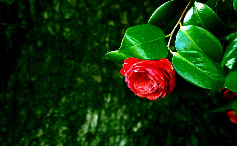 A ROSE for AdeleG, FRIENDSHIP, ROSE, GIFT, FLOWER, RED, HD wallpaper