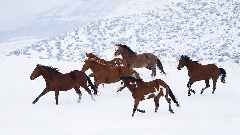 Brown Horses Are Running On Snow Covered Hills Horse, HD wallpaper