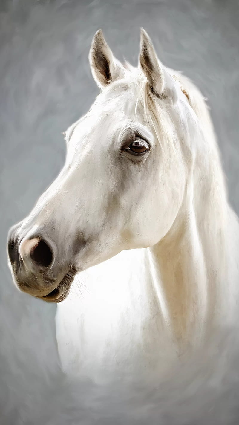 white horse, animal, face, HD phone wallpaper