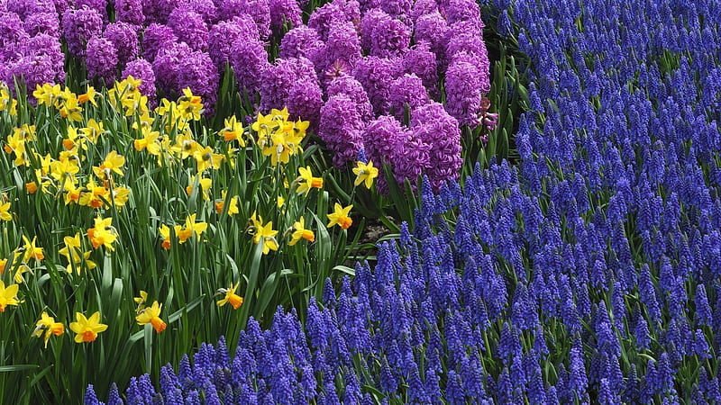 Daffodils, hyacinths and muscari (grape hyacinths), Muscari or Grape hyacinths, Hyacinths, Daffodils, Flowers, HD wallpaper