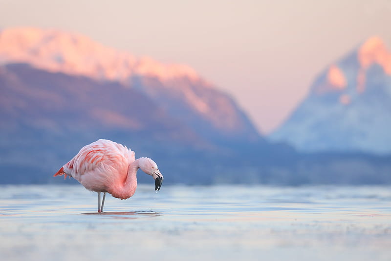 Birds, Flamingo, Bird, Lake, Mountain, Wildlife, HD wallpaper | Peakpx