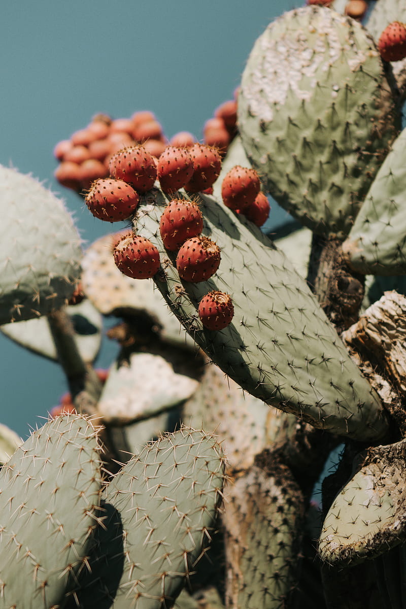 cactus, succulent, plant, prickly, HD phone wallpaper