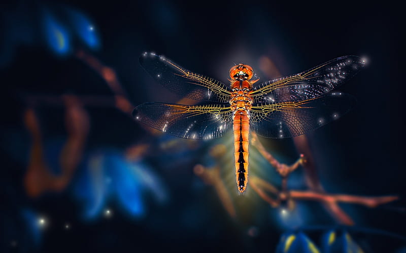 Dragonfly, libelula, orange, insect, blue, HD wallpaper