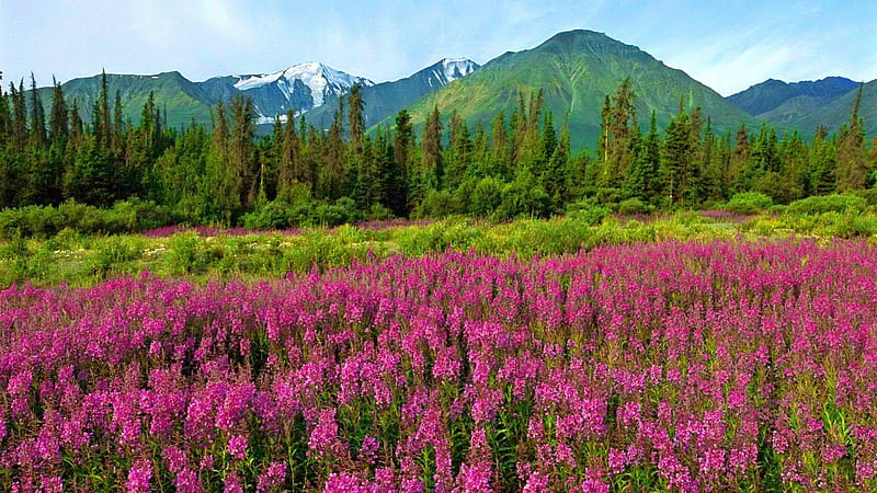 Mountain wildflowers, pretty, bonito, mountain, nice, Canada, wildflowers, national park, peaks, flowers, pink, lovely, mountainscape, greenery, scent, spring, trees, slope, summer, nature, meadow, field, HD wallpaper