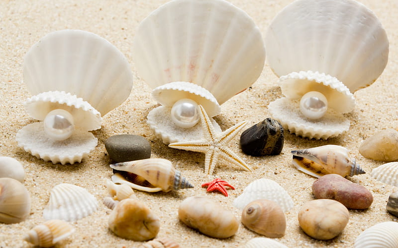 shells, pearls, sand, sea, starfish, stones, HD wallpaper