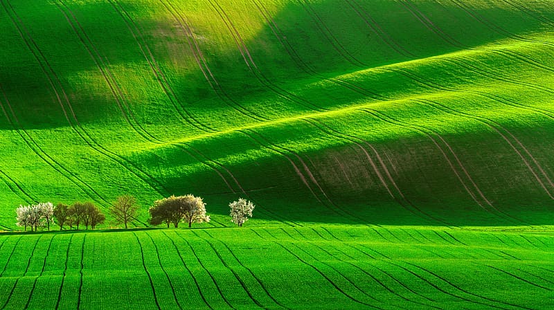 Nature, Tree, , Field, Greenery, HD wallpaper | Peakpx