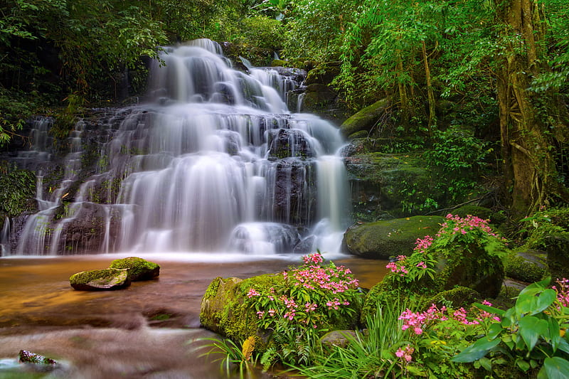 Forest fall, forest, cascades, wildflowers, summer, waterfall, bonito, HD wallpaper