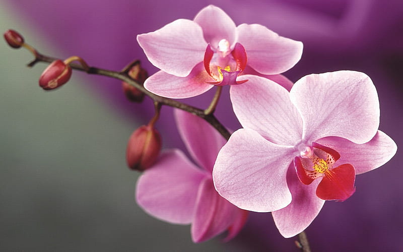 pink orchids, tropical flowers, pink flowers, beautiful orchid, HD wallpaper