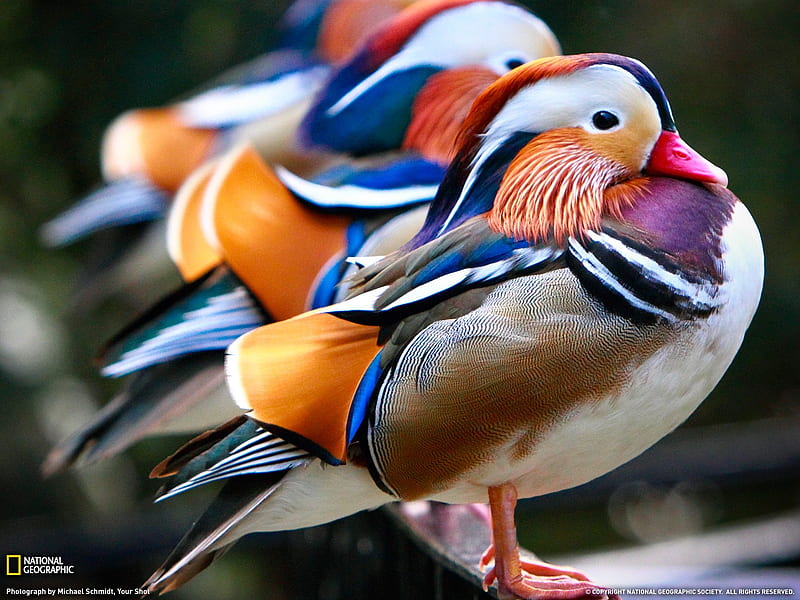 mandarin ducks-national zoo- National Geographic selected, HD wallpaper