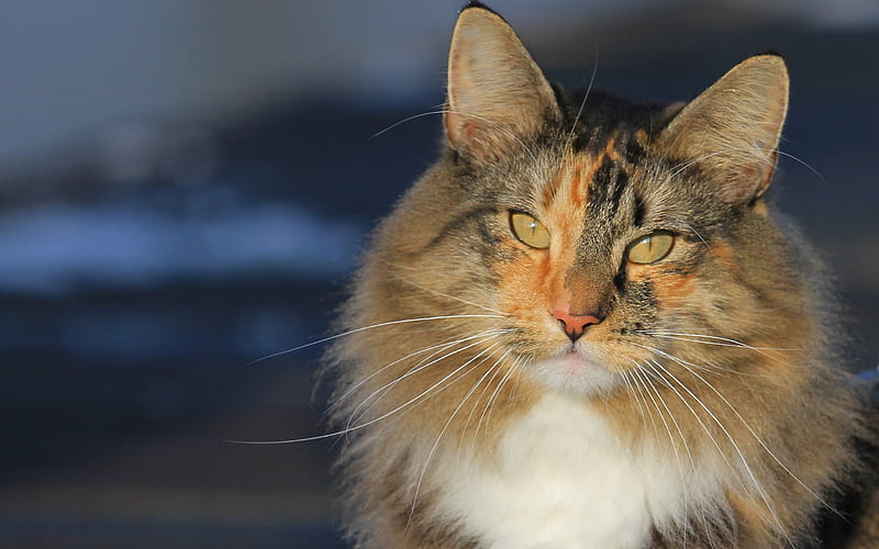 Norwegian forest cat, furry cat, pets, cat breeds, cute animals, HD wallpaper