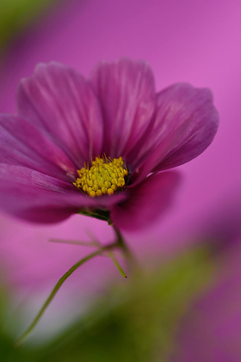 cosmos, flower, macro, purple, plant, HD phone wallpaper