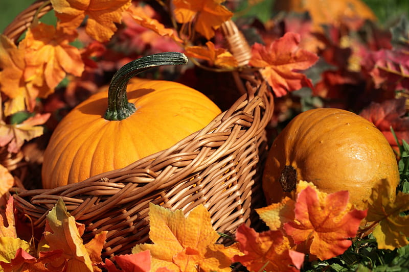 fall leaves and pumpkins wallpaper