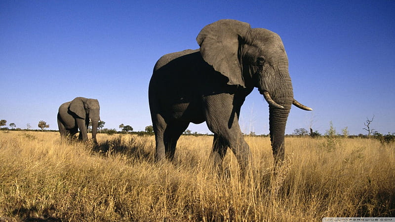 african elephants, savanna, grass, elephant, african, HD wallpaper