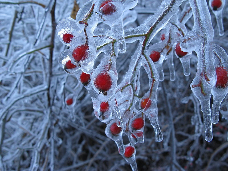 Ice Storm on the Branches, Ice, Storm, Cold, Winter, HD wallpaper