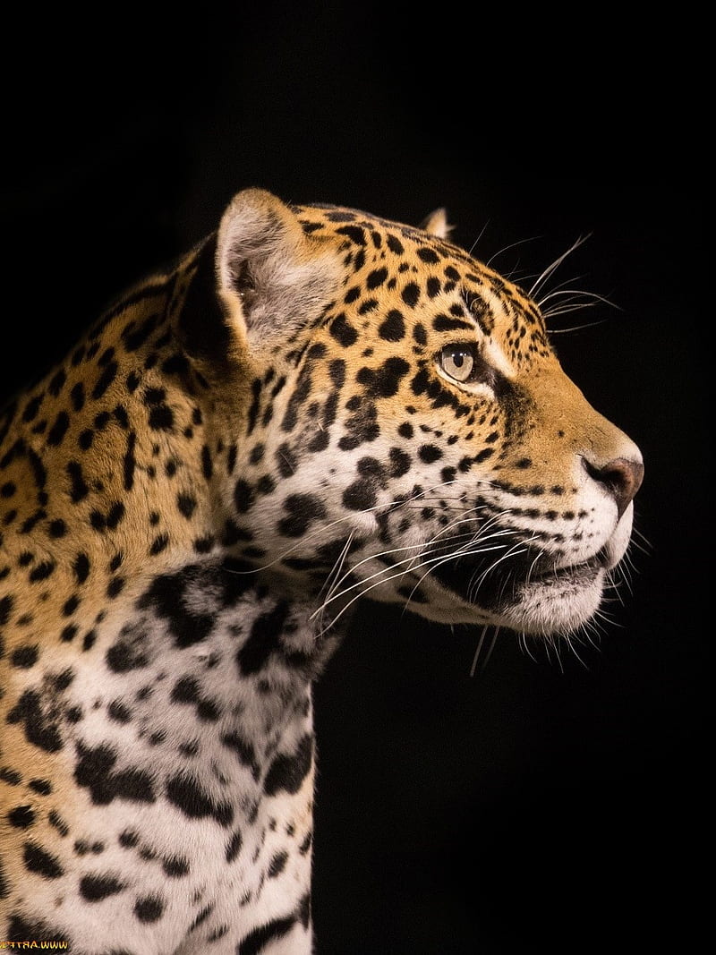 Jaguar, big, black, cats, leopard, predator, wildcat, HD phone wallpaper