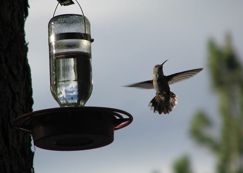 Hummingbird, feeder, bird, sky, animal, HD wallpaper