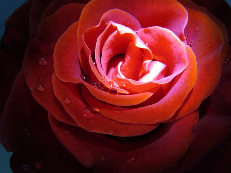 Glowing Rose, Bright, rose, glowing, pink, HD wallpaper