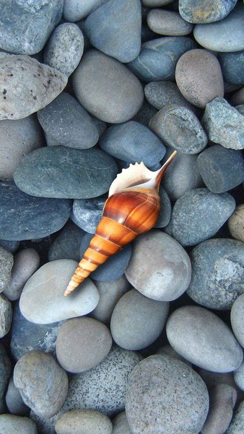sea shell, HD phone wallpaper