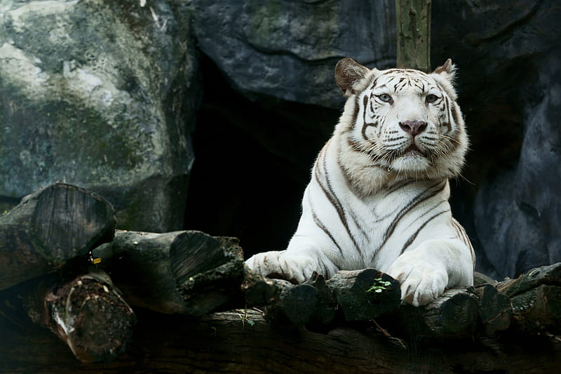 Big White Tiger , white-tiger, tiger, animals, HD wallpaper