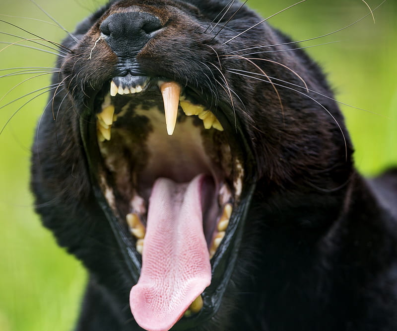 Panther, angry, black, faces, leopard, pantera, panthers, puma, roar, HD  wallpaper | Peakpx