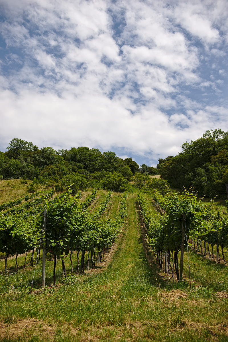 vineyard, trees, field, plantation, nature, HD phone wallpaper