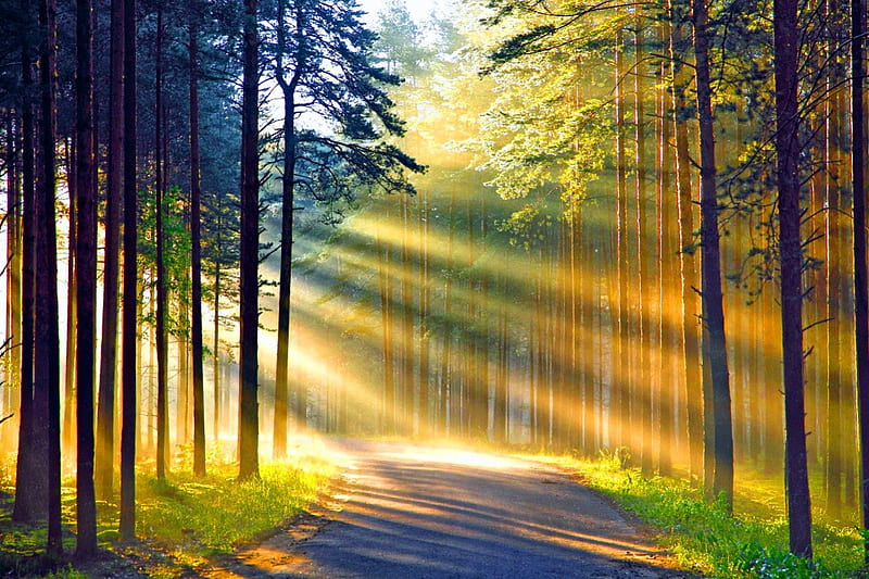 Forest light, pretty, forest, glow, sun, lovely, sunlight, woods, shine, trees, nice, rays, path, nature, beautuful, branches, light, HD wallpaper