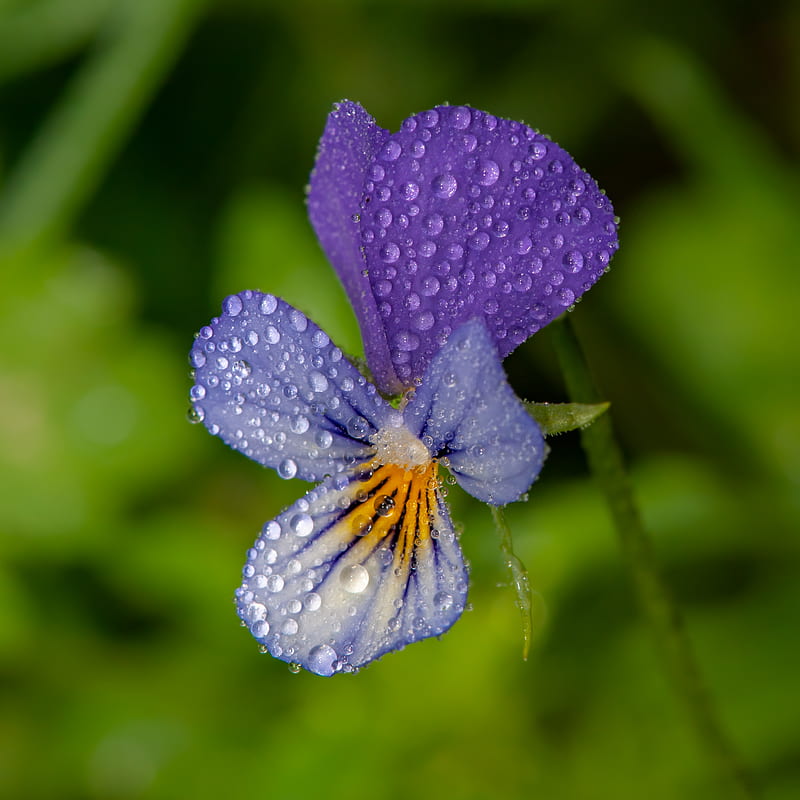 Purple Flower In Close-up graphy, HD phone wallpaper