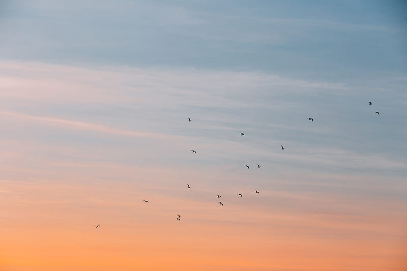 flock of bird at the blue and orange skies, HD wallpaper