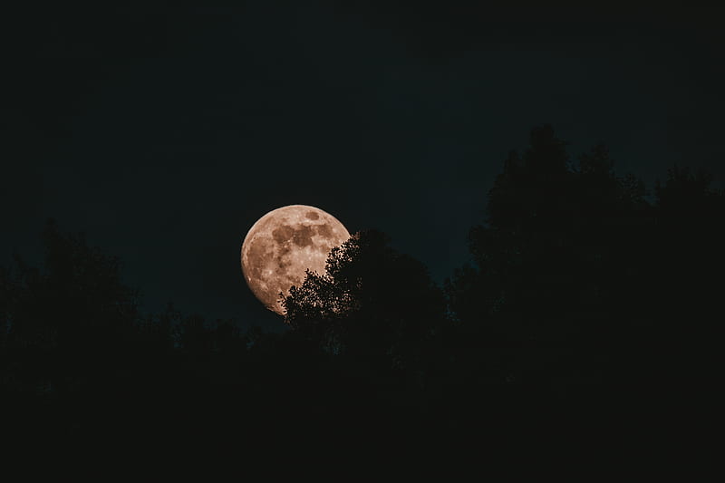 moon, full moon, trees, night, HD wallpaper