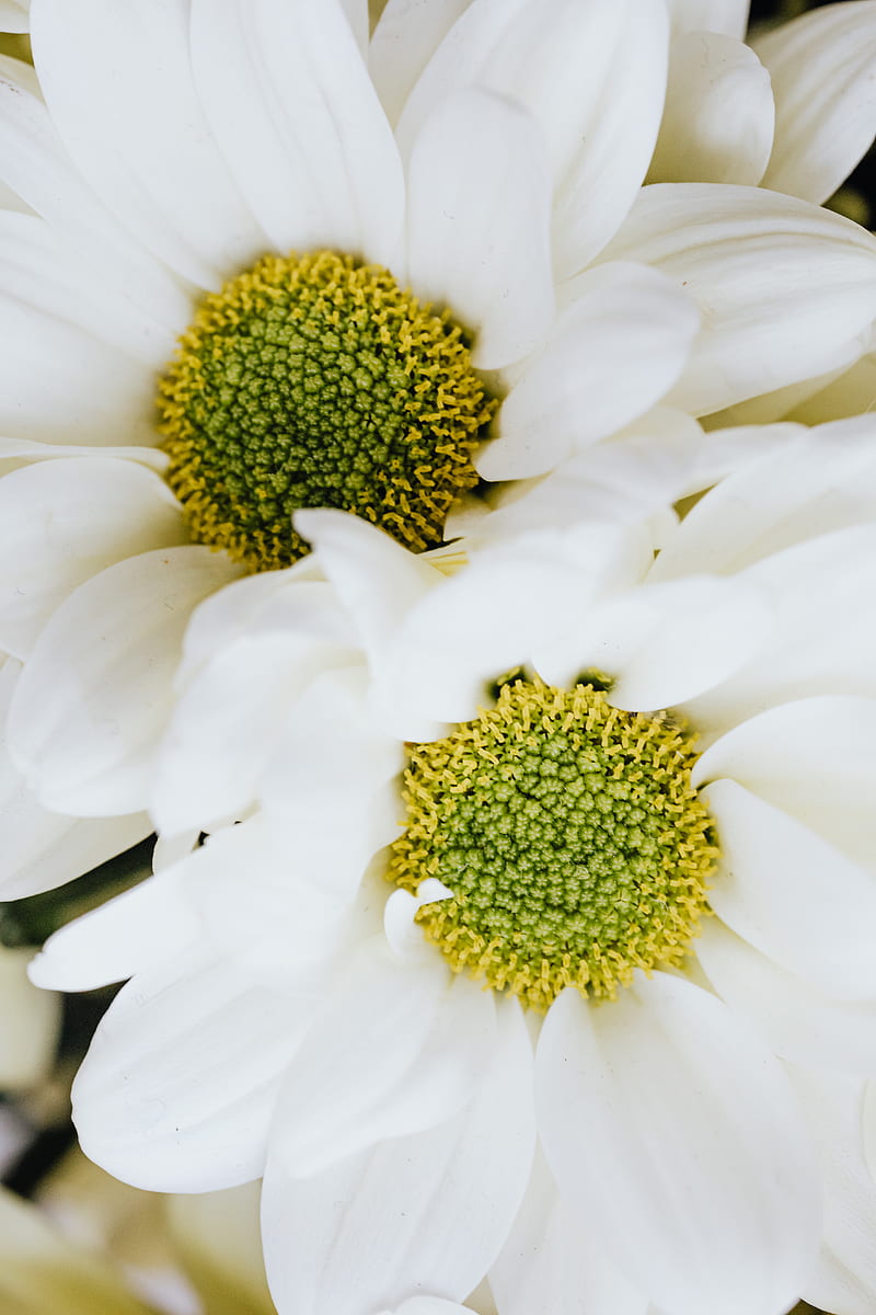 White Flower With Yellow Stigma, HD phone wallpaper