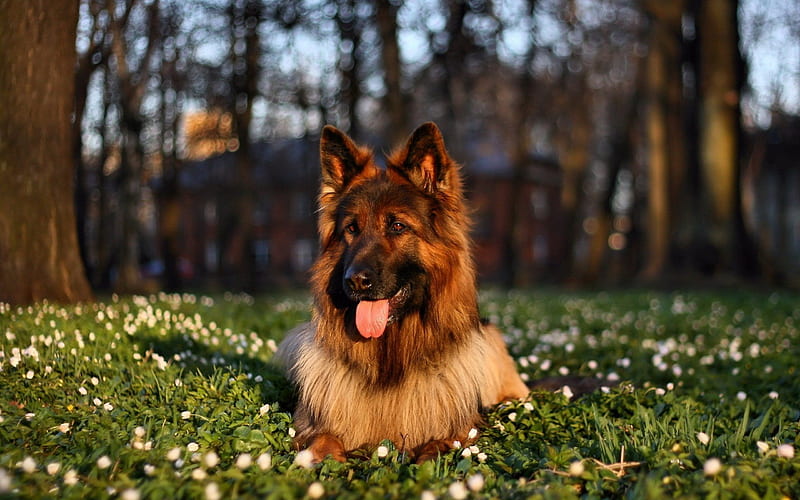 Dog, german shepherd, pets, green grass, HD wallpaper